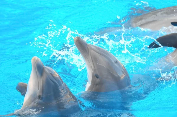 Funny Dolphins Swimming Very Blue Water — Stock Photo, Image