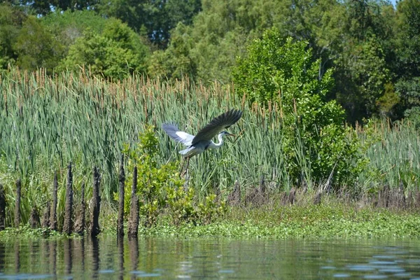 Bild Grå Heronfågel Som Flyger Över Den Gröna Sjön — Stockfoto
