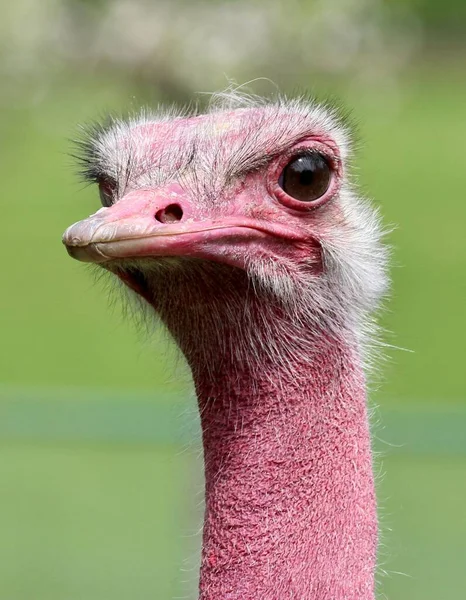 Closeup North African Ostrich Struthio Camelus Camelus Red Neck — Stock Photo, Image