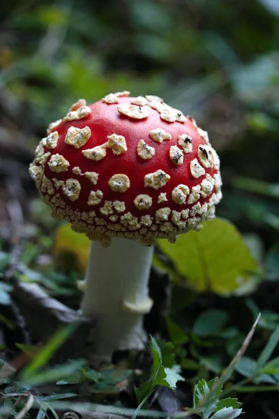 Cogumelo Venenoso Amanita Muscaria Floresta — Fotografia de Stock