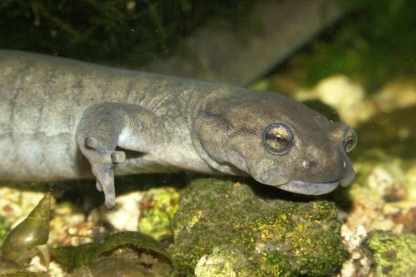 Zbliżenie Wodnego Samca Krytycznie Endagerend Semirechensk Salamander Ranodon Sibericus Pod — Zdjęcie stockowe