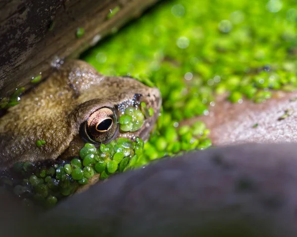 Primer Plano Una Rana Estanque Cubierto Hojas Verdes Viscosas — Foto de Stock