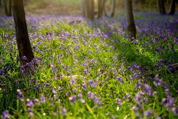 森の庭のブルーベルの花 — ストック写真
