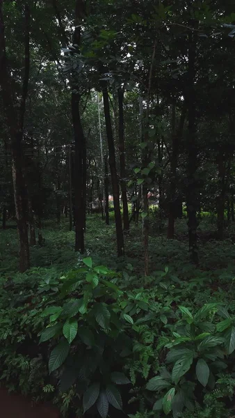 Sebuah Gambar Vertikal Alam Hutan Musim Panas — Stok Foto