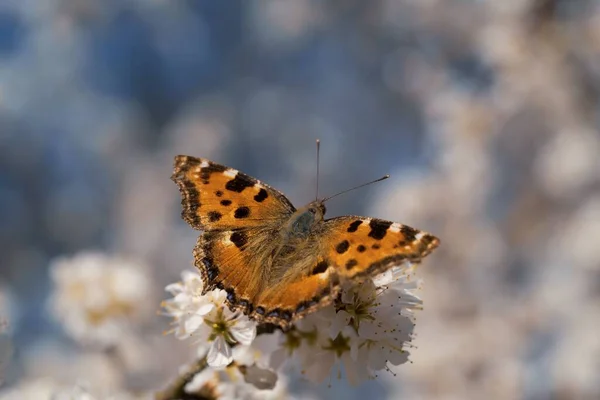 Ein Großes Schildkrötenpanzer Auf Weißen Blüten Eines Baumes — Stockfoto