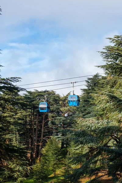 View Cableway Transport Forest Green Trees — Stock Photo, Image