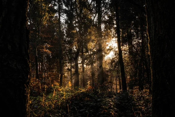 Slunce Svítí Mezi Stromy Temném Podzimním Lese — Stock fotografie
