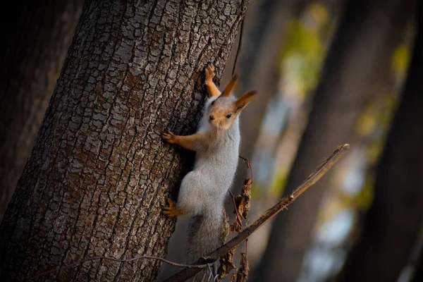 Funny Furry Squirrel Crawling Tree Trunk — Stock Photo, Image