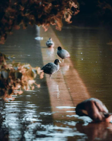 Eine Vertikale Aufnahme Von Blässhühnern Die Wasser Stehen — Stockfoto