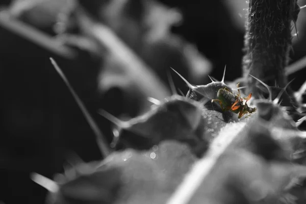 Imagem Com Chave Cor Inseto Cor Outra Parte Foto Preto — Fotografia de Stock