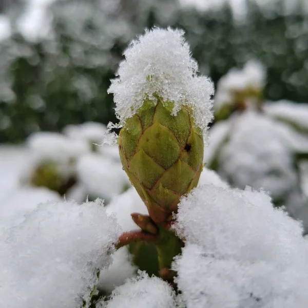 Close Casulo Planta Rhododendron Coberto Com Neve Inverno — Fotografia de Stock