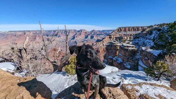 Adorable Shepard Allemand Noir Laisse Rouge Parc National Grand Canyon — Photo