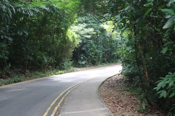 Ormanda Arabasız Virajlı Bir Yol — Stok fotoğraf