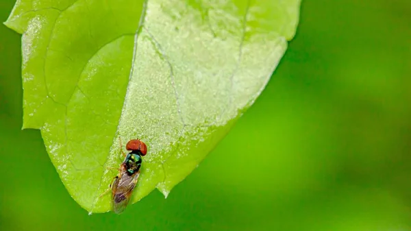 Malá Ovocná Moucha Červenýma Očima Zeleném Povrchu Listu — Stock fotografie