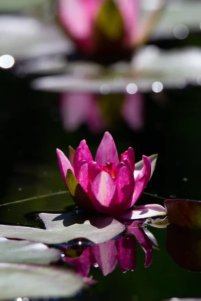 Detailní Záběr Růžového Lotosového Květu Rybníku — Stock fotografie