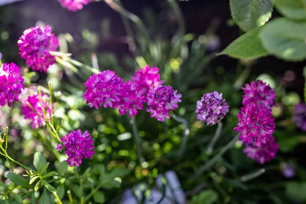 A closeup of pink Sea thrif flowers in the garden