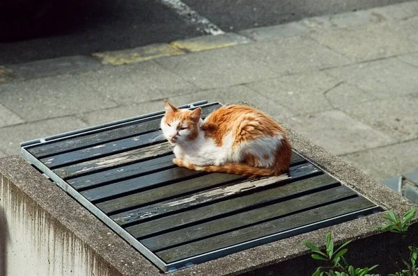 Gros Plan Chat Bicolore Reposant Extérieur — Photo