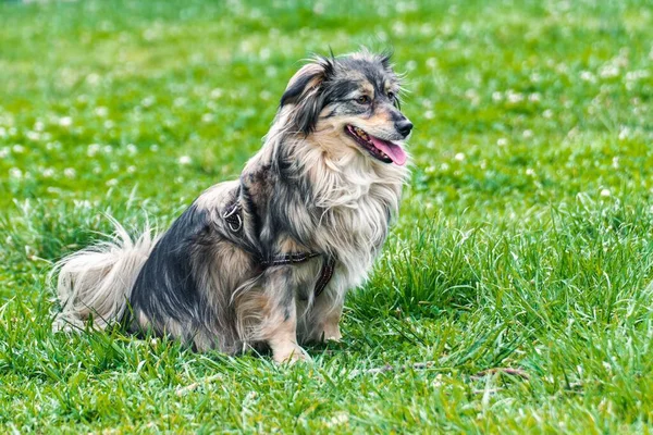 Mini Bir Avustralya Çoban Köpeği Çimlerin Üzerinde Oturuyor Yeşil Arkaplan — Stok fotoğraf