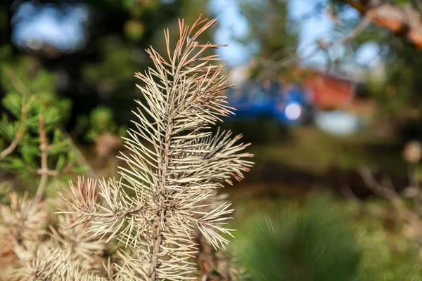 Gros Plan Branche Pin Pâle Sur Fond Flou — Photo