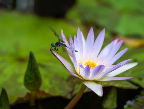A macro of a dragonfly on a lotus flower