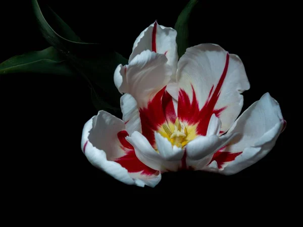 Nahaufnahme Einer Weißen Tulpe Mit Roten Streifen Dunkeln — Stockfoto