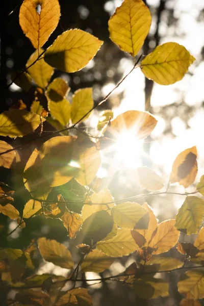 Вертикальный Снимок Солнца Сияющего Сквозь Ветви Деревьев Осенними Листьями — стоковое фото