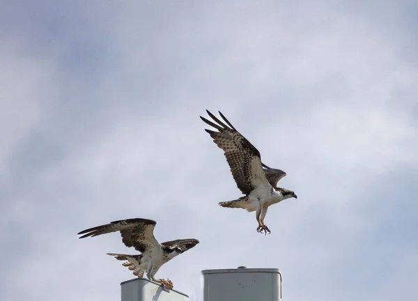 Низкоугольный Вид Двух Птиц Оспри Взлетающих Облачное Небо — стоковое фото