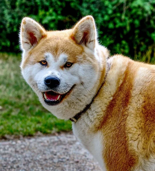 Japonský Pes Akita Inu Stojící Trávě Parku Slunečného Dne — Stock fotografie