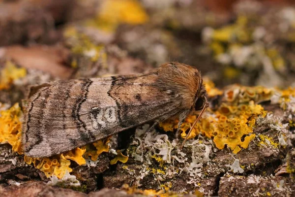 Closeup Figure Eighty Moth Tethea Occularis Sitting Piece Wood Garden — Stock Photo, Image