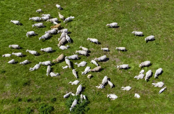 Vista Aérea Rebaño Ganado Pastos Vacas Verano — Foto de Stock