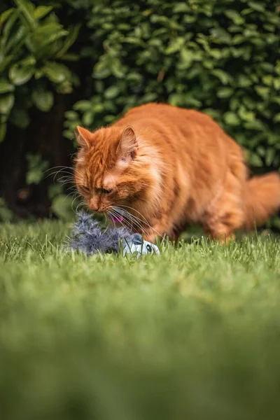 Söt Ingefära Kattunge Leker Med Ett Långt Blad Plan Traditionell — Stockfoto