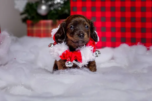 Adorable Studio Portraits Dachshund Puppies Dressed — Stock Photo, Image