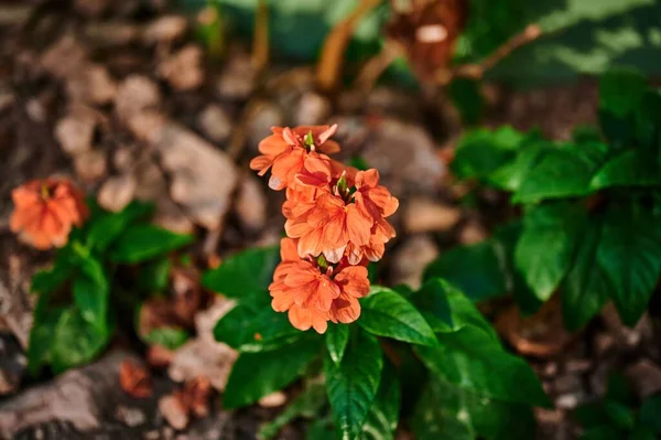 Top Shot Orange Crossandra Flower — Stock Photo, Image