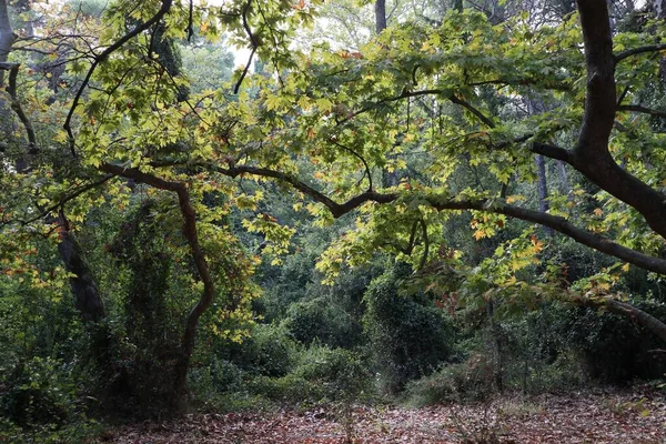 Een Bos Met Eikenbomen Groene Struiken — Stockfoto