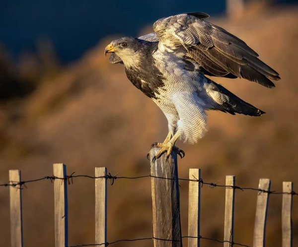 Een Voorgrond Shot Van Een Black Chested Buzzard Eagle Zittend — Stockfoto