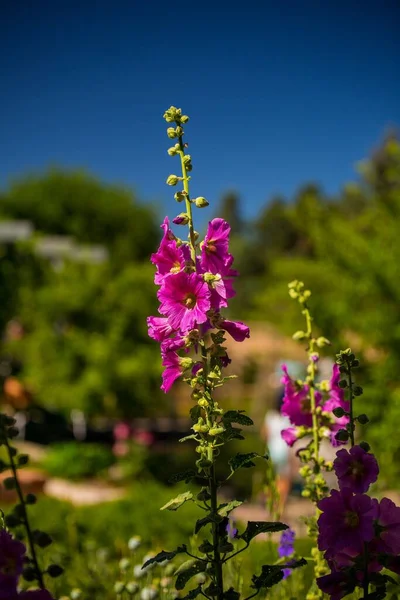 Plano Vertical Flores Malva — Foto de Stock