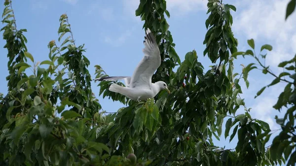 一只海鸥栖息在一根绿色树枝上的特写镜头 — 图库照片