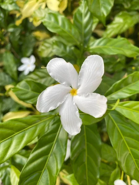 Bulanık Arka Planda Yeşil Yapraklı Beyaz Bir Fırıldak Çiçeğinin Dikey — Stok fotoğraf