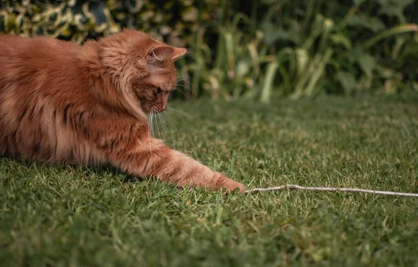 かわいいジンジャー伝統的な田舎の庭で糸の一片で遊ぶ子猫 弦との戦い 遊び心があり おとぎ話があり 活気があり — ストック写真