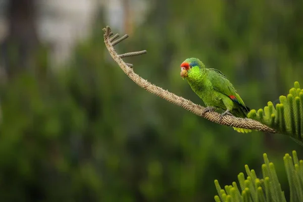 Красноголовый Амазонский Попугай Сидящий Дереве Хойя Калифорния Недалеко Сан Диего — стоковое фото