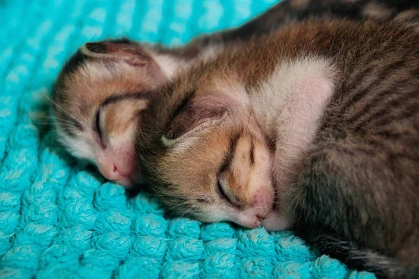 Bonito Gatinho Minúsculo Descansando Cobertor Macio Azul Quente Acolhedor — Fotografia de Stock