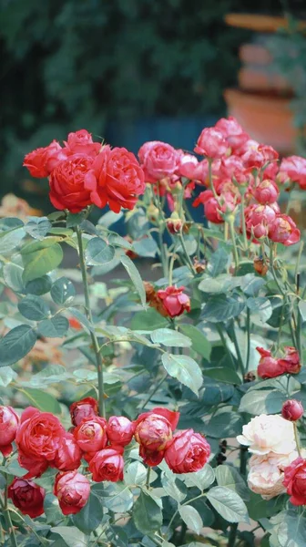 Вертикальный Снимок Красных Роз Морсдага Растущих Саду Чэнду Китай — стоковое фото