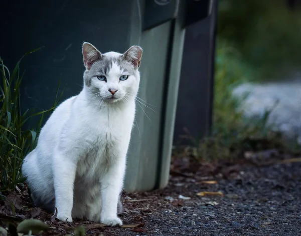 Egy Közeli Kép Egy Kék Szemű Fehér Utcai Macskáról — Stock Fotó