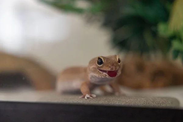 写真はオリバーというペットのGeckoです — ストック写真