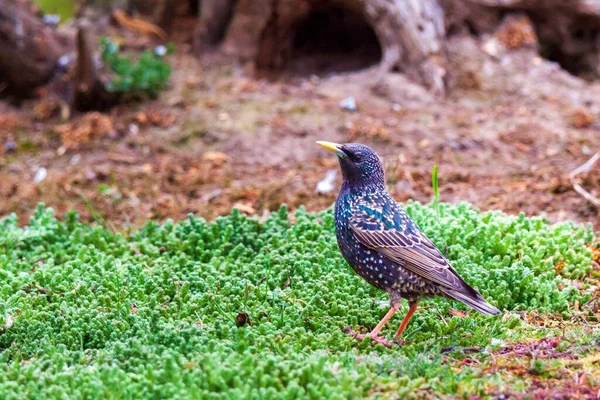 Selektiv Fokusbild Europeisk Starling Sturnus Vulgaris Grönt Gräs — Stockfoto