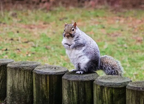 Nahaufnahme Eines Grauhörnchens Wald — Stockfoto