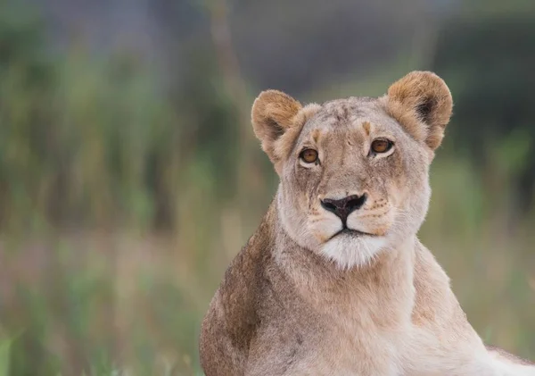 Gros Plan Lionne Afrique Sud — Photo