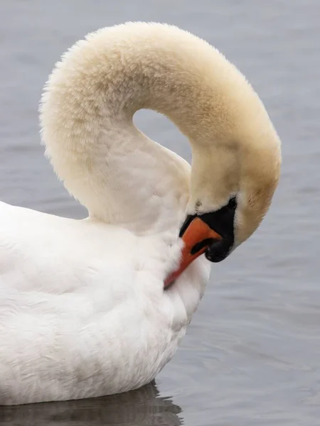 Vertical Closeup Mute Swan Swimming Pond — Stock Photo, Image