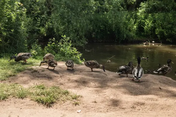 Nantwich Town Mill Island Πάπιες Στην Ξηρά River Weaver Sunny — Φωτογραφία Αρχείου