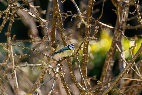 Blue Tit Bird Perched Tree — Photo
